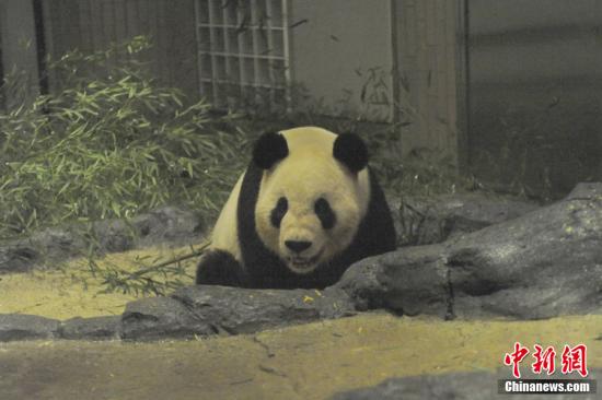 2011年2月22日，日本東京，雄性大熊貓“比力”（“力力”）在上野動物園內(nèi)。