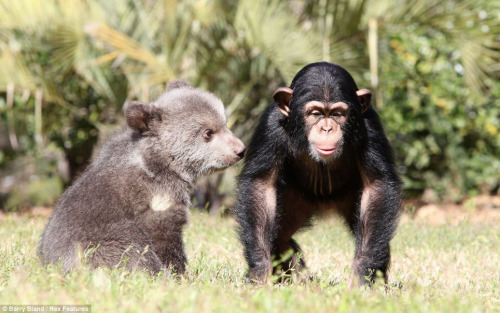 它們在動物園內(nèi)演繹了一段“跨界”友誼，成了形影不離的好朋友。
