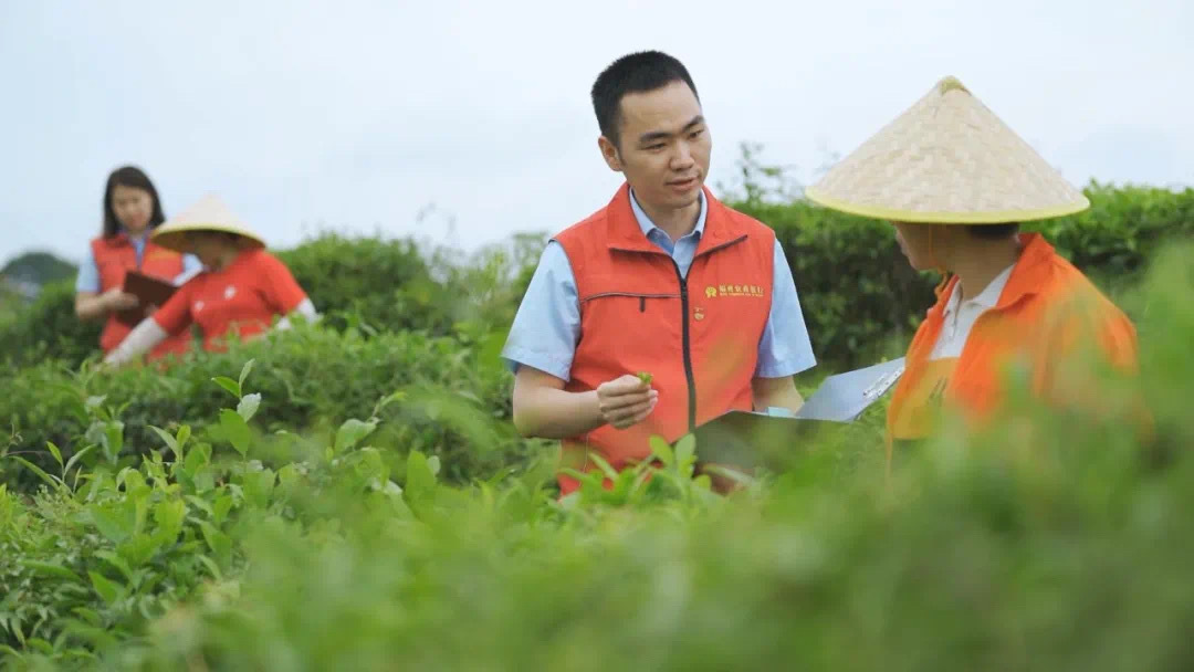 福州農(nóng)商銀行金融助理在茉莉花茶園向茶農(nóng)了解茉莉花種植情況。.jpg